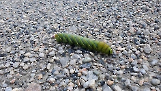 Werders Sommertrainingslager 2025 im Zillertal